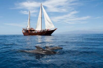 Whale & Dolphin Watching Cruise with Swim Stop