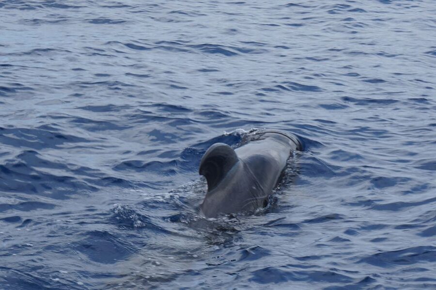 Tenerife: Whale & Dolphin Watching Cruise with Swim Stop - The swim stop near shore