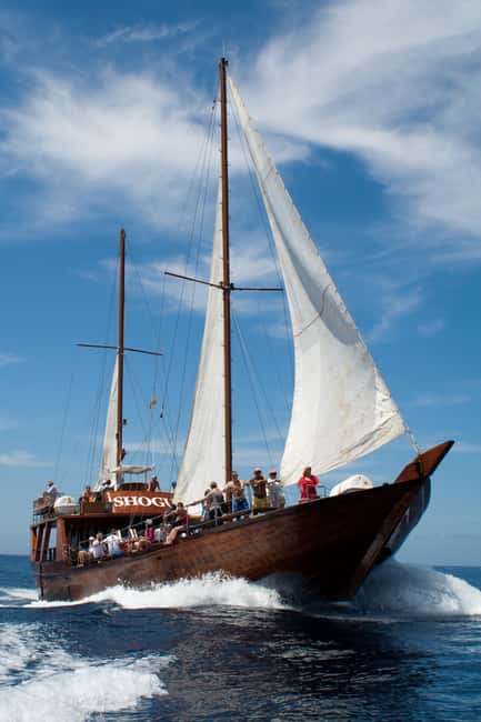 Tenerife: Whale & Dolphin Watching Cruise with Swim Stop - How to get the most from the cruise