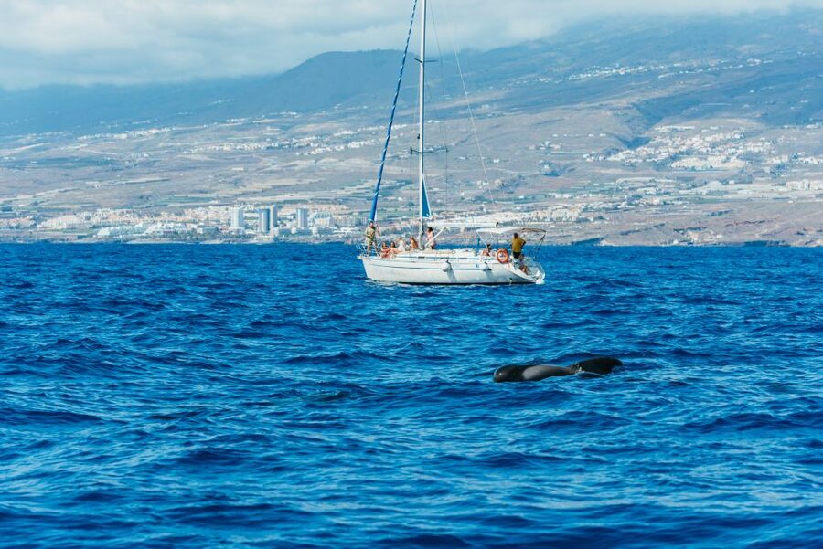 Tenerife: Whale & Dolphin Watching with Drinks and Snacks - Practical packing advice for the three-hour trip