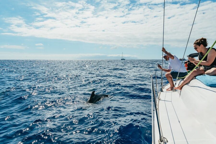 Tenerife: Whale & Dolphin Watching with Drinks and Snacks - Setting out from Puerto Colón