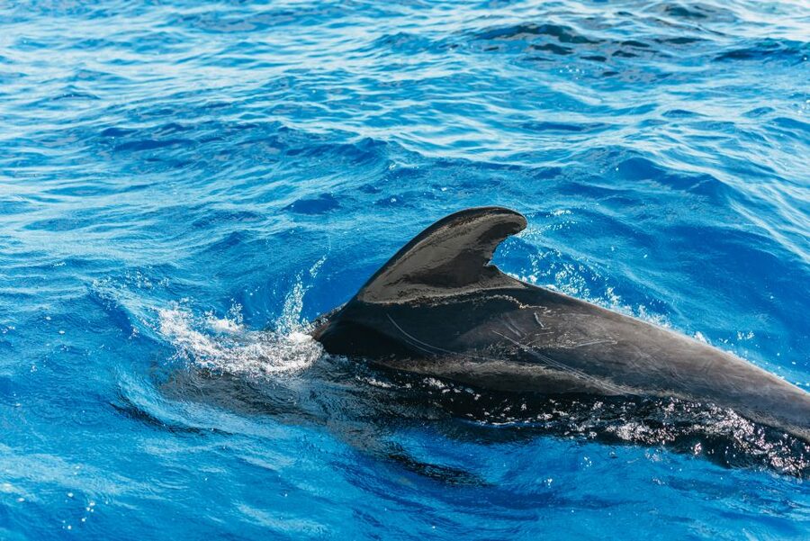 Tenerife: Whale & Dolphin Watching with Drinks and Snacks - Searching for whales and dolphins off Southern Tenerife