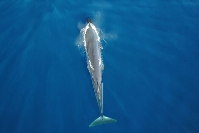 Tenerife Whales and Dolphins Watching Experience in Catamaran - Key Points to Know Before Booking