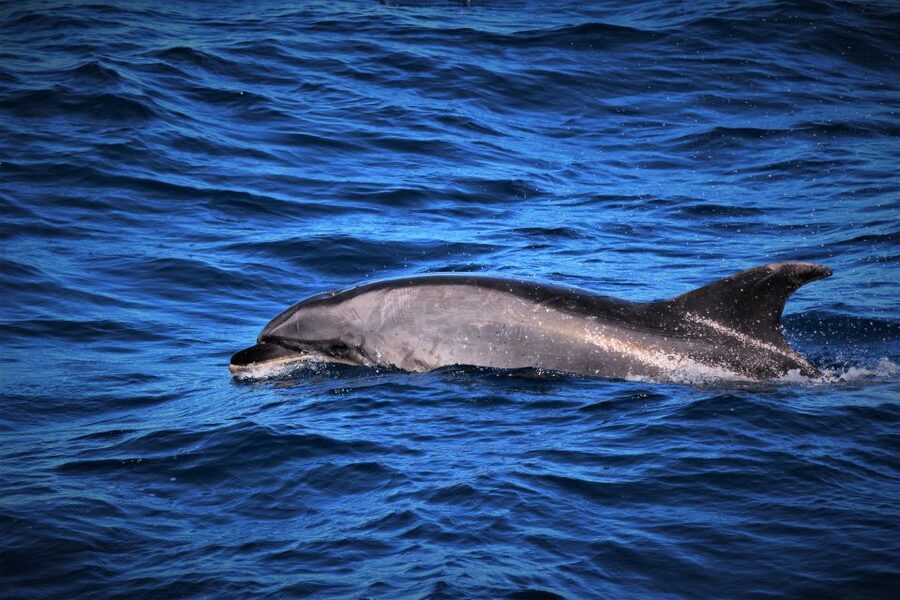 Terceira: Boat Tour and Swimming with Dolphins - Key points to know before booking
