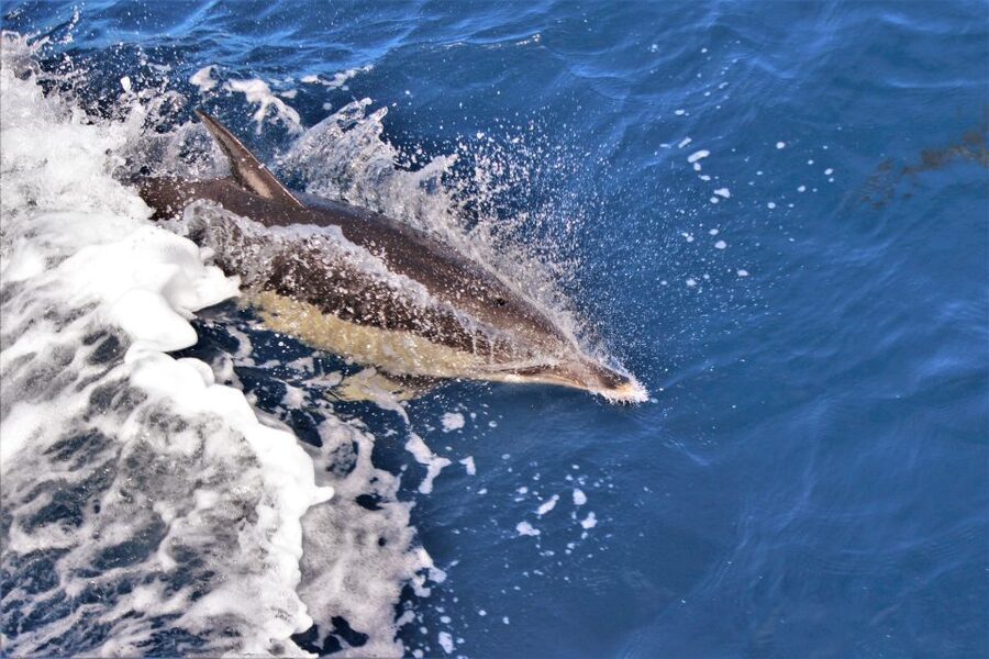 Terceira: Boat Tour and Swimming with Dolphins - From Angra marina to the open Atlantic