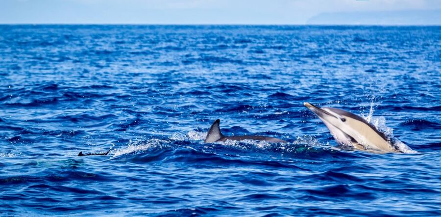 Terceira: Boat Tour and Swimming with Dolphins - The dolphin encounter in open water