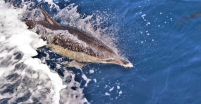 Boat Tour and Swimming with Dolphins