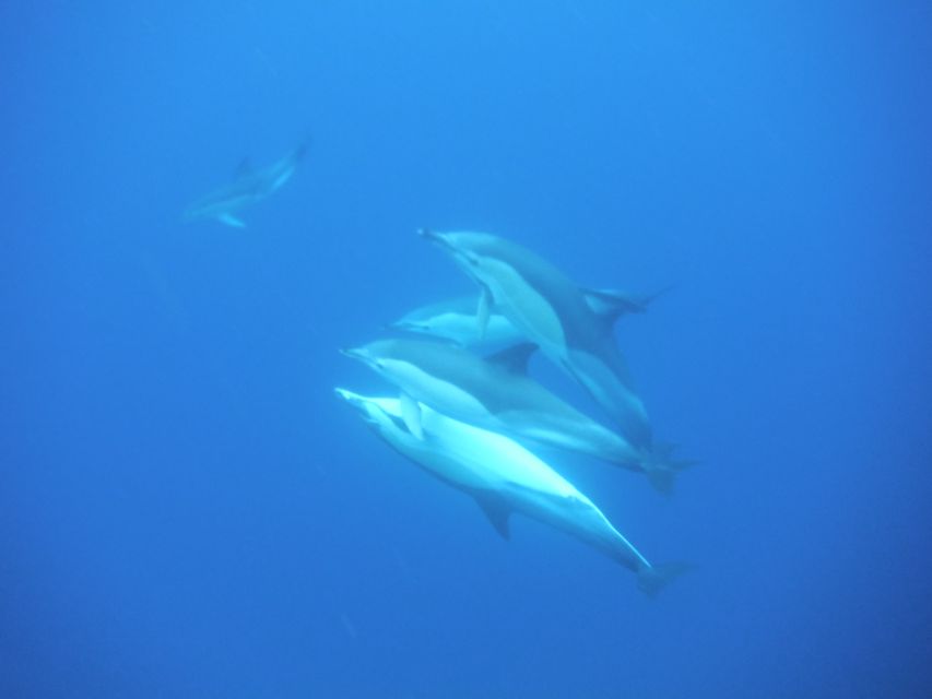 Terceira: Boat Tour and Swimming with Dolphins - Watching more than dolphins