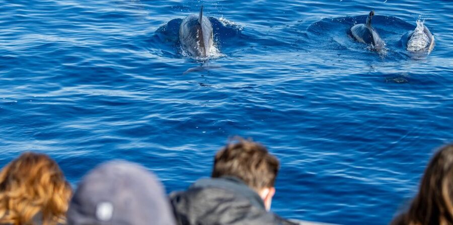 Terceira: Half-Day Dolphin and Whale Watching Tour - Key points to know before you book