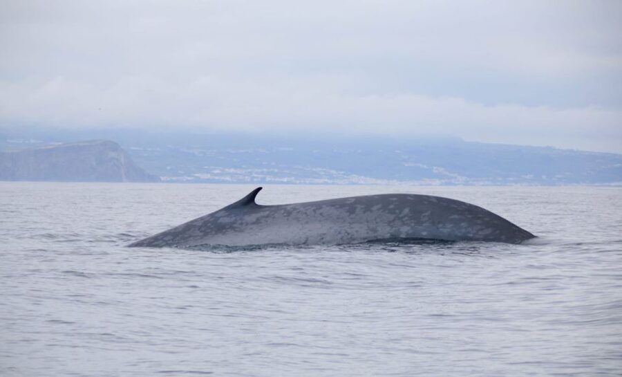 Terceira: Half-Day Dolphin and Whale Watching Tour - Who will enjoy this trip most?