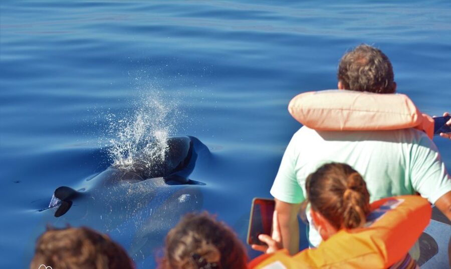 Terceira: Half-Day Dolphin and Whale Watching Tour - The value of the guides