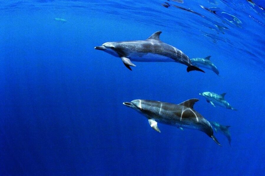 Terceira: Half-Day Dolphin and Whale Watching Tour - Coast views and Ilhéu das Cabras