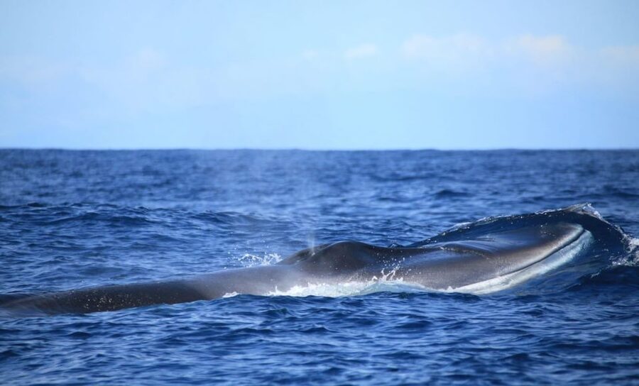 Terceira: Half-Day Dolphin and Whale Watching Tour - Sightings are exciting, but never guaranteed