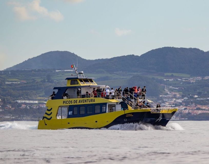 Terceira: Half-Day Dolphin and Whale Watching Tour - Comfort, motion, and what to pack