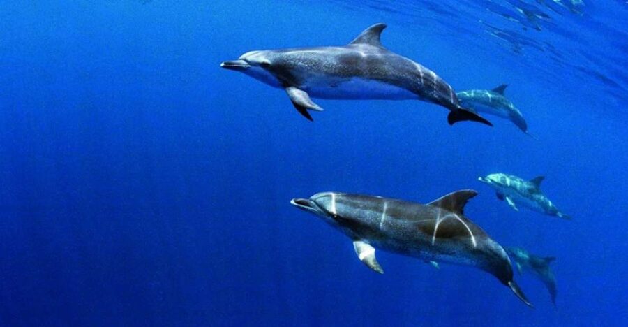 Terceira: Half-Day Dolphin and Whale Watching Tour - Is the $70 price fair?