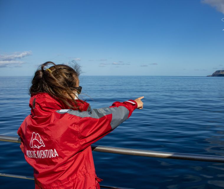 Terceira: Half-Day Dolphin and Whale Watching Tour - Three hours on open water