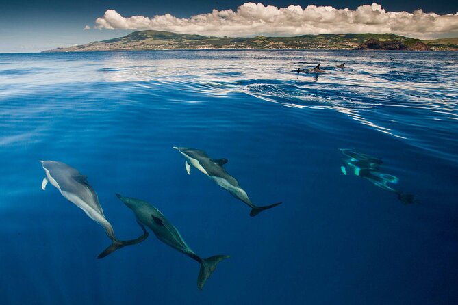 Terceira Island: Swimming with Wild Dolphins | Natural Habitat - What Swimming With Wild Dolphins Is Really Like