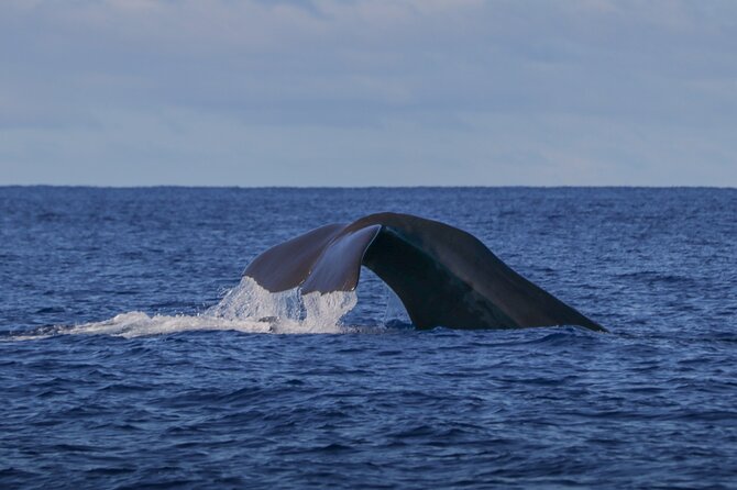 Terceira Island: Whale & Dolphin Watching | Best Wildlife Tour - Key points at a glance