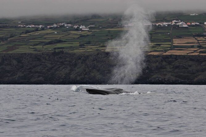 Terceira Island: Whale & Dolphin Watching | Best Wildlife Tour - Why Terceira is a strong place for whale watching