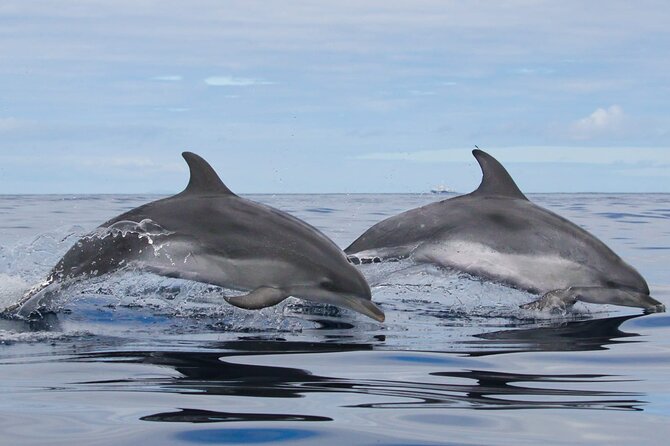 Terceira Island: Whale & Dolphin Watching | Best Wildlife Tour - Listening below the surface with a hydrophone