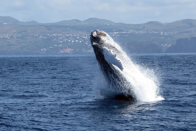Terceira Island: Whale & Dolphin Watching | Best Wildlife Tour - What the two-and-a-half-hour timing means