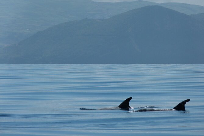 Terceira Island: Whale & Dolphin Watching | Best Wildlife Tour - Price and value at $84.11