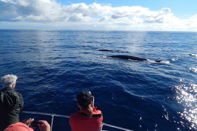 Terceira Island: Whale & Dolphin Watching | Best Wildlife Tour - The biggest transport warning for cruise passengers