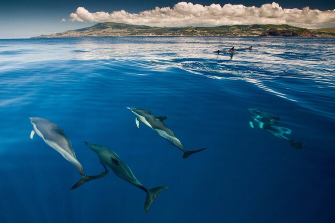 Terceira Island: Whale & Dolphin Watching | Best Wildlife Tour - Weather, comfort, and the sighting guarantee