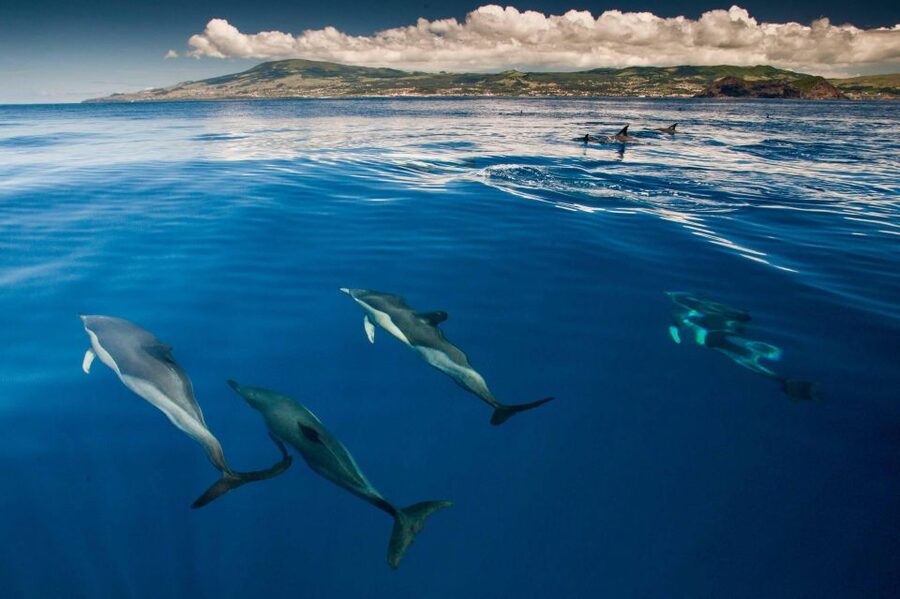 Terceira: Swimming with Wild Dolphins | Natural Habitat - Key points to know before booking