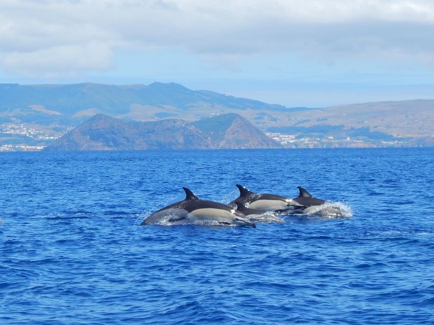 Terceira: Swimming with Wild Dolphins | Natural Habitat - What happens when dolphins are found