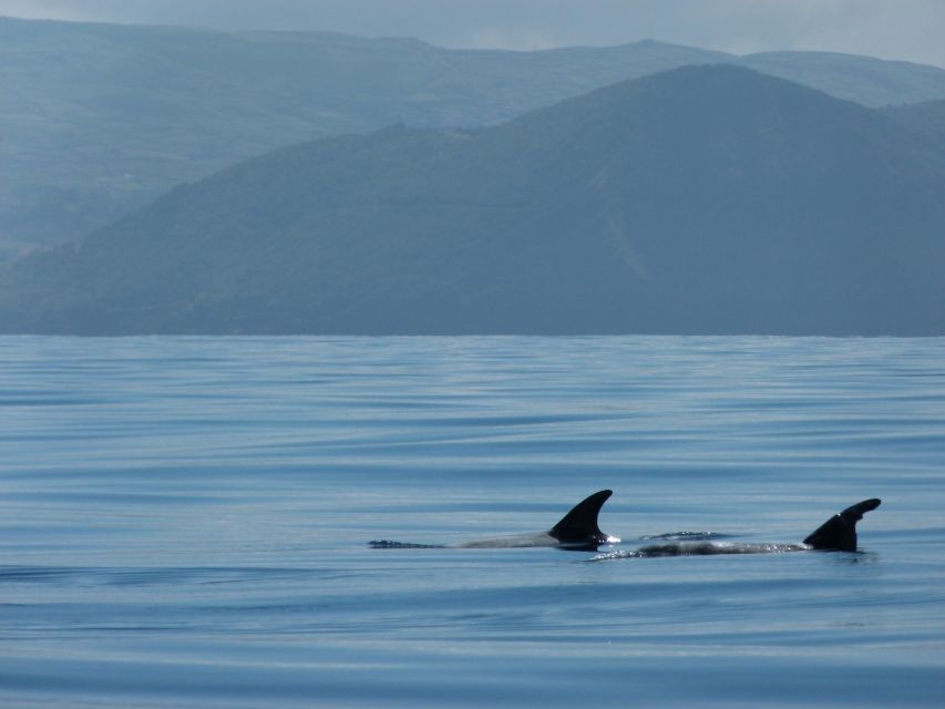 Terceira: Swimming with Wild Dolphins | Natural Habitat - Timing, weather, and the sighting guarantee