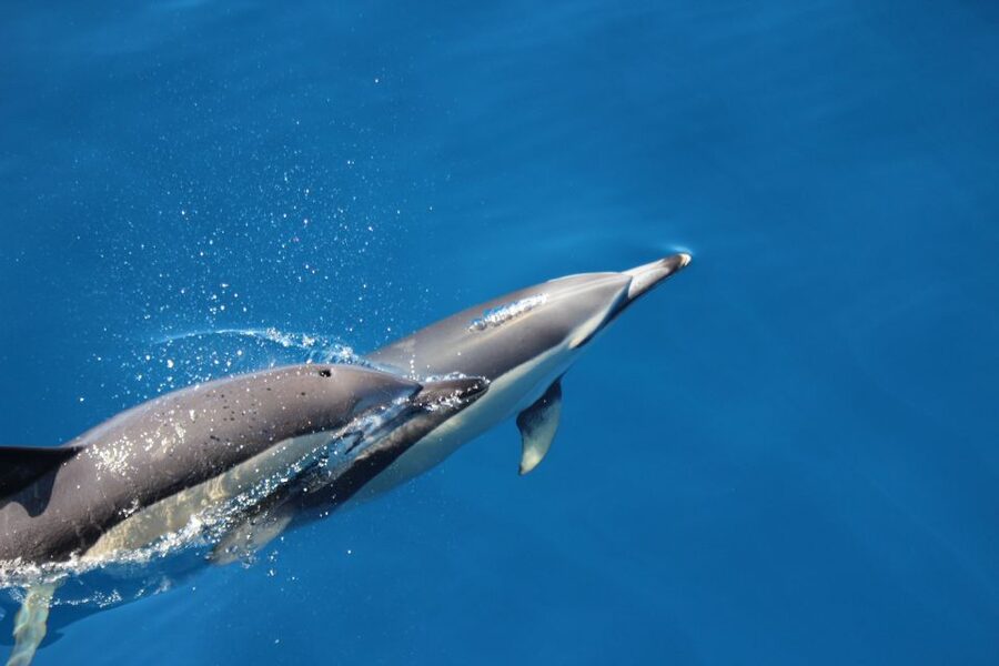 Terceira: Swimming with Wild Dolphins | Natural Habitat - Who should book this experience