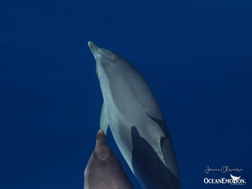 Terceira: Swimming with Wild Dolphins | Natural Habitat - The boat ride is part of the experience