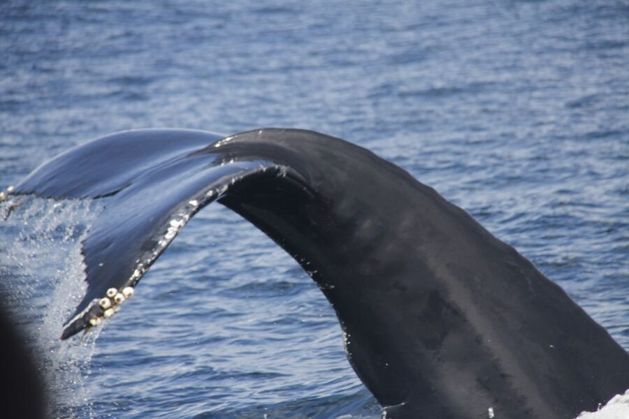 Terceira: Whale and Dolphin Watching in a Zodiac Boat - Key points at a glance