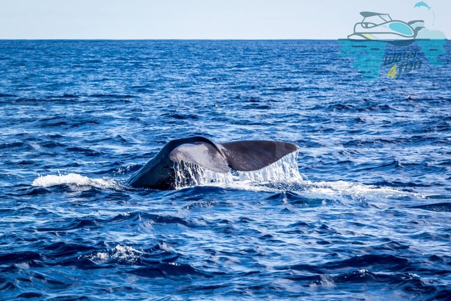 Terceira: Whale and Dolphin Watching in a Zodiac Boat - Setting out from Angra do Heroísmo