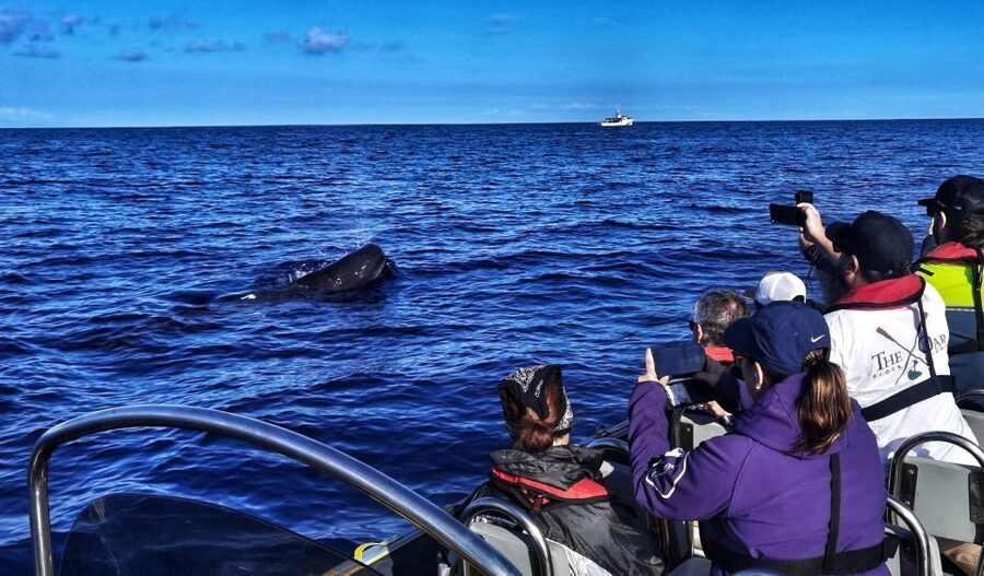 Terceira: Whale and Dolphin Watching in a Zodiac Boat - The Zodiac ride and the Terceira coast