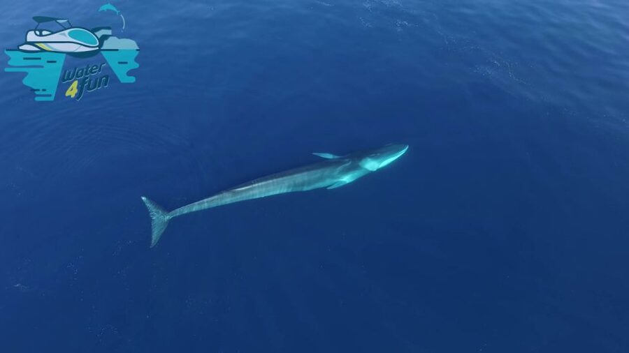 Terceira: Whale and Dolphin Watching in a Zodiac Boat - How the wildlife search unfolds