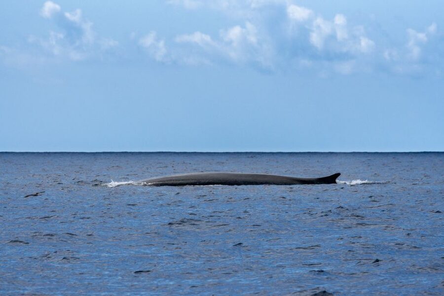 Terceira: Whale and Dolphin Watching in a Zodiac Boat - What the guide and skipper add