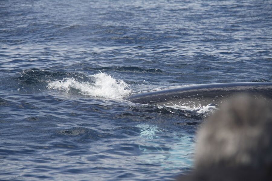 Terceira: Whale and Dolphin Watching in a Zodiac Boat - Weather, clothing, and comfort