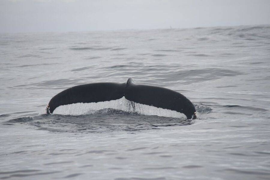 Terceira: Whale and Dolphin Watching in a Zodiac Boat - Who should book this tour?