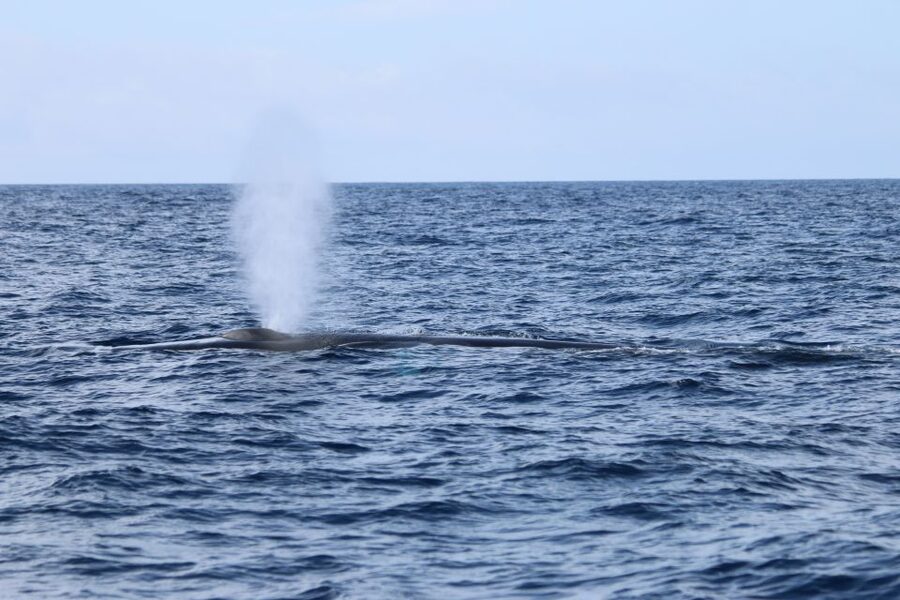 Terceira: Whale and Dolphin Watching in a Zodiac Boat - Should you book the Terceira Zodiac tour?