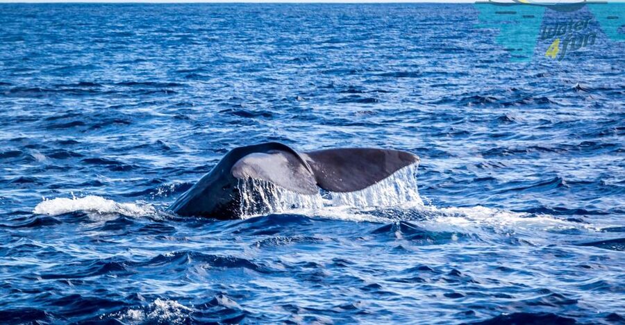 Terceira: Whale and Dolphin Watching in a Zodiac Boat - Why the Monte Brasil lookout matters