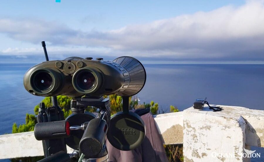 Terceira: Whale & Dolphin Watching | Best Wildlife Tour - Key points at a glance