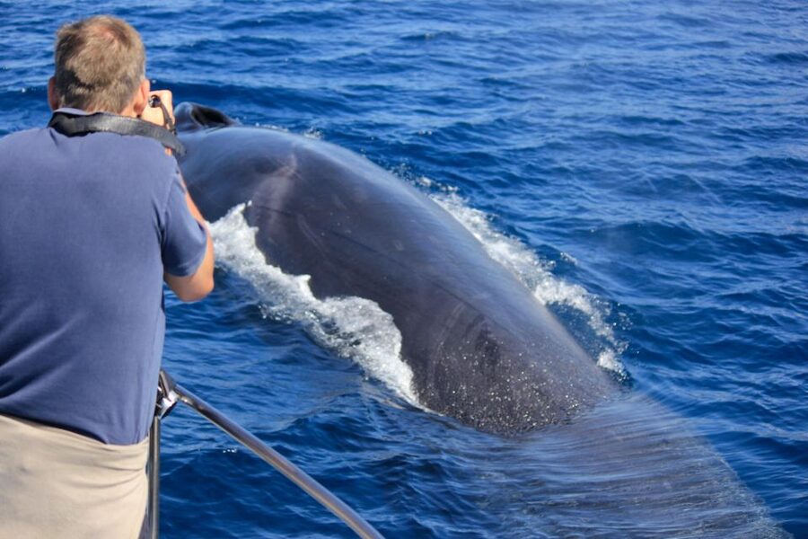 Terceira: Whale & Dolphin Watching | Best Wildlife Tour - Why Terceira is a strong place for whale watching