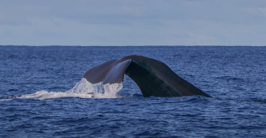 Terceira: Whale & Dolphin Watching | Best Wildlife Tour - How the shore spotters improve your chances