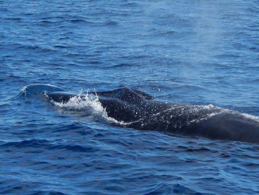Terceira: Whale & Dolphin Watching | Best Wildlife Tour - What the 2.5-hour outing is like