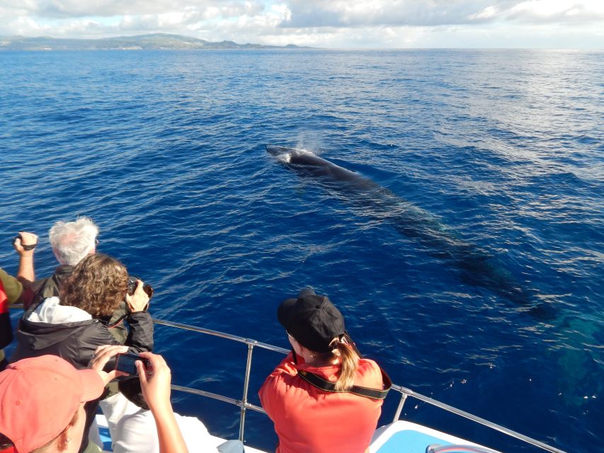 Terceira: Whale & Dolphin Watching | Best Wildlife Tour - Is $82 a fair price?