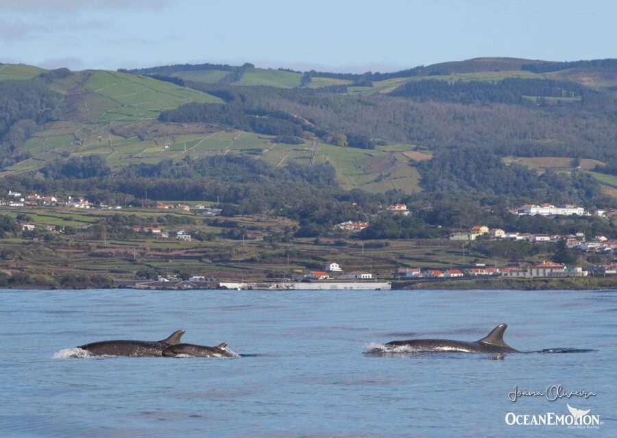 Terceira: Whale & Dolphin Watching | Best Wildlife Tour - Who should book this experience