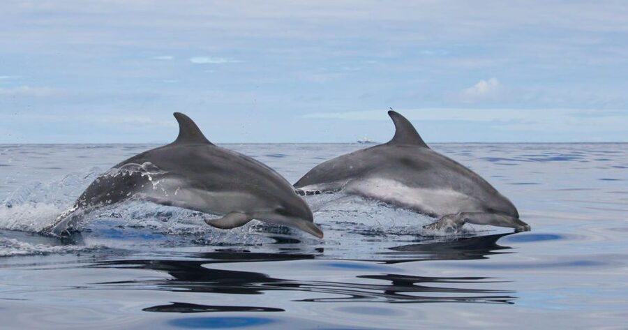 Terceira: Whale & Dolphin Watching | Best Wildlife Tour - Meeting at the red-covered OceanEmotion office