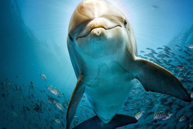 The Dolphin House Royal Sea Trip Adventure in Hurghada - Setting out from Hurghada at 8:00 a.m.